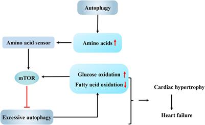 Research Progress on the Interaction Between Autophagy and Energy Homeostasis in Cardiac Remodeling